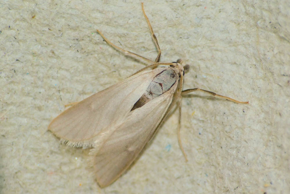 Acentria ephemerella - törpe vízimoly