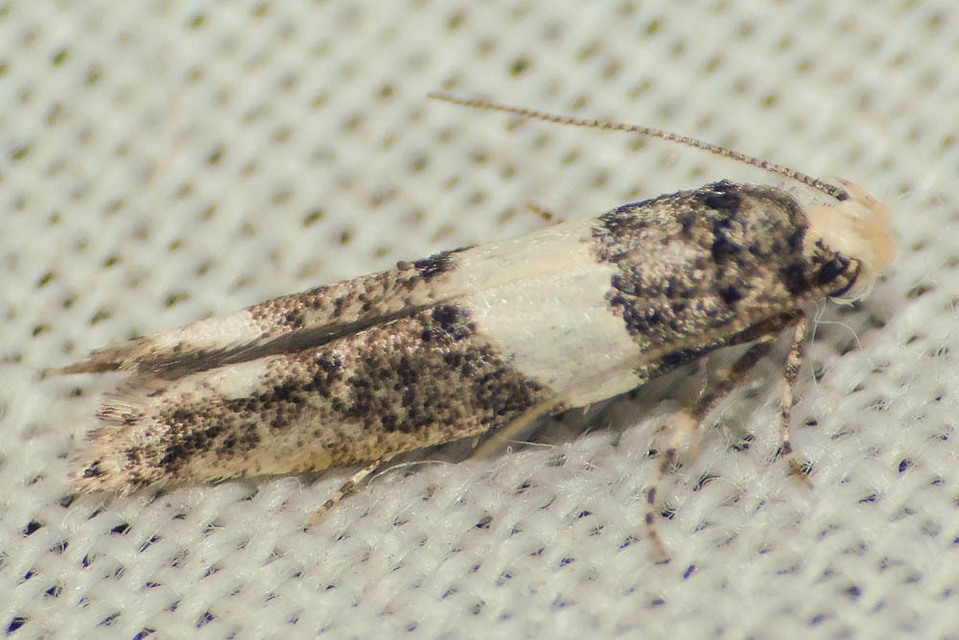 Recurvaria leucatella - nagy vörös-rügysodrómoly