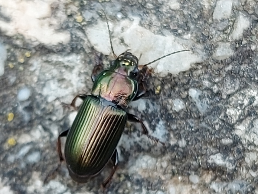 Harpalus distinguendus - mezei lomhafutó