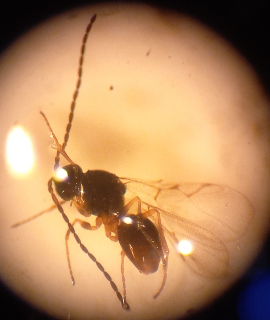 Kleidotoma