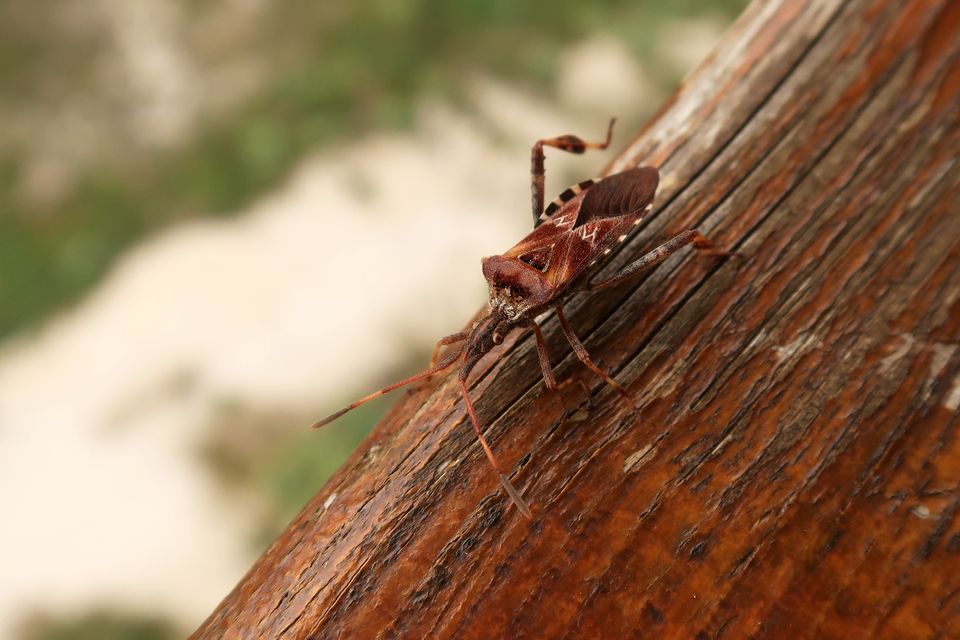 Leptoglossus occidentalis - nyugati levéllábú poloska