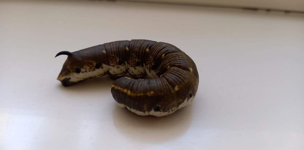 Agrius convolvuli - szulákszender