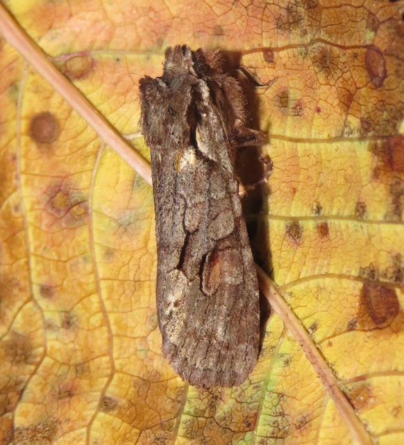 Lithophane furcifera - villás fabagoly