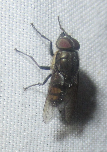 Stomorhina lunata - sáskaparazita légy