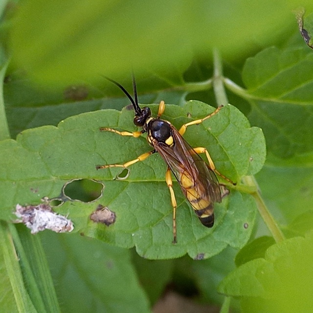 Obtusodonta equitatoria