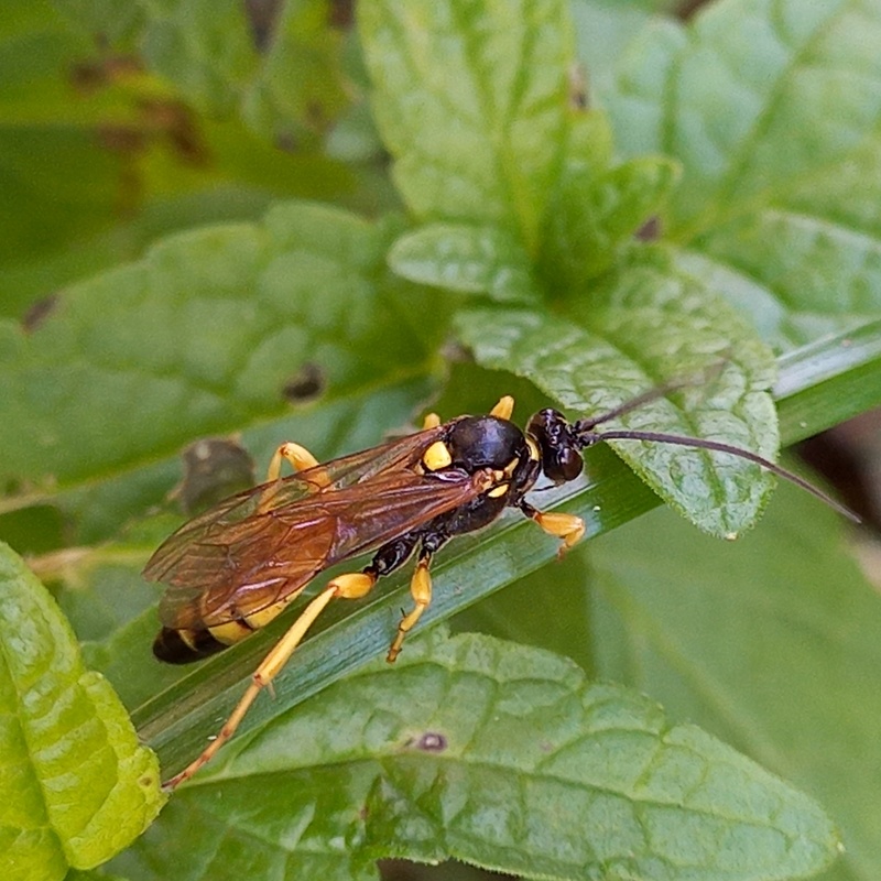 Obtusodonta equitatoria
