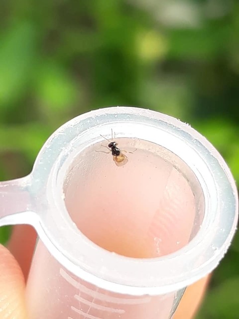 Euplectrus