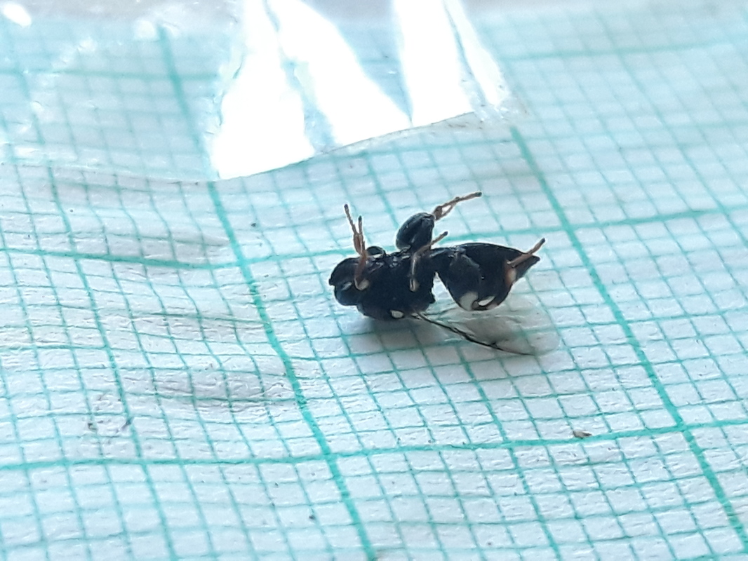 Brachymeria minuta