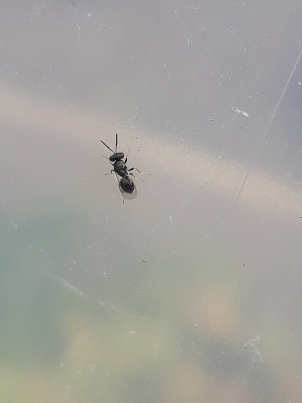 Pteromalus