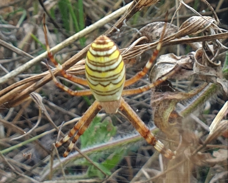 Argiope bruennichi - darázspók