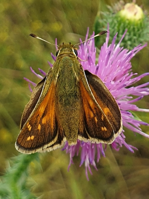 Hesperia comma - vesszős busalepke