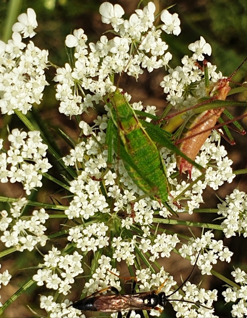 Leptophyes albovittata - közönséges virágszöcske