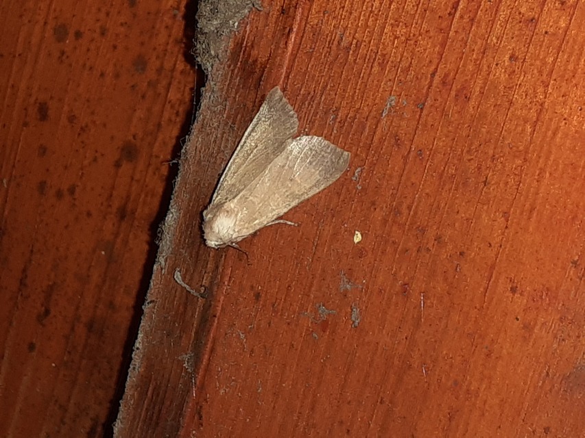 Cirrhia ocellaris - fakó sárgabagoly