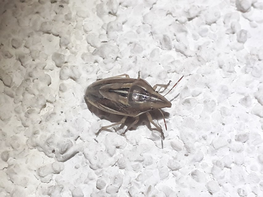 Aelia rostrata - csőrös szipolypoloska Aelia rostrata - csőrös szipolypoloska