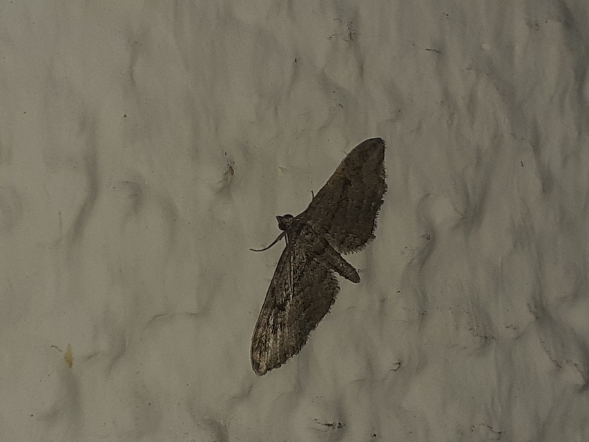 Eupithecia ericeata - feketefenyő-törpearaszoló