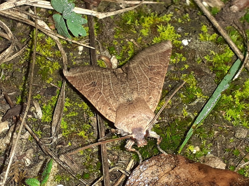 Conistra veronicae - veronika-őszibagoly
