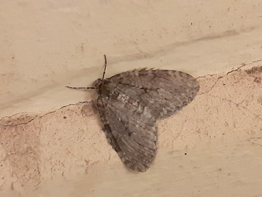 Epirrita christyi/dilutata
