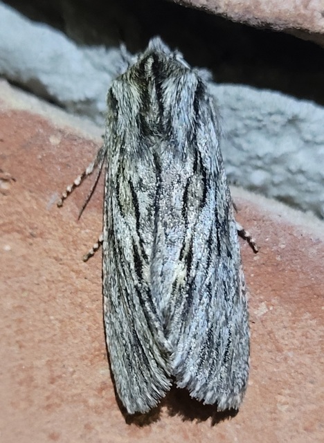 Asteroscopus sphinx - csillagnéző bundásbagoly