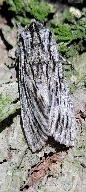 Asteroscopus sphinx - csillagnéző bundásbagoly