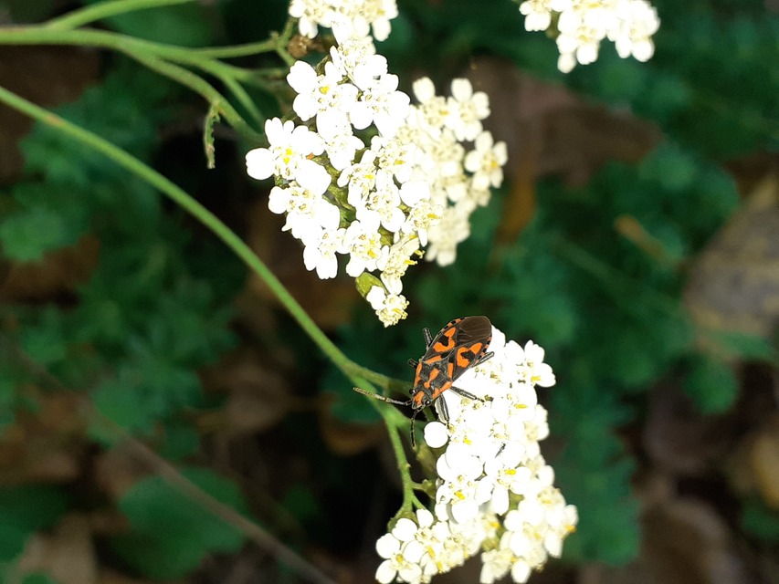 Spilostethus saxatilis - virágbodobács