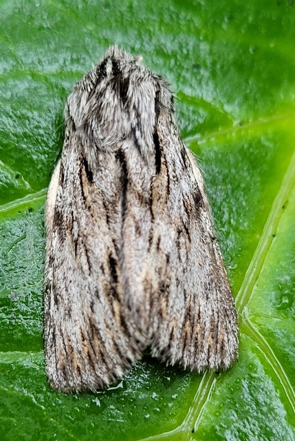 Asteroscopus sphinx - csillagnéző bundásbagoly