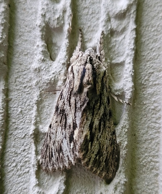Asteroscopus sphinx - csillagnéző bundásbagoly
