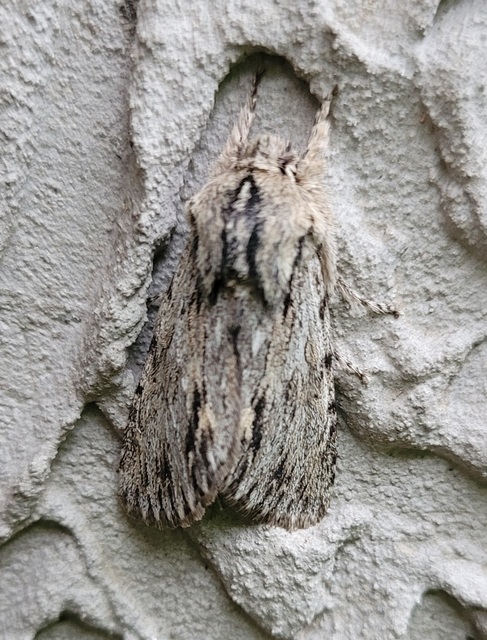 Asteroscopus sphinx - csillagnéző bundásbagoly