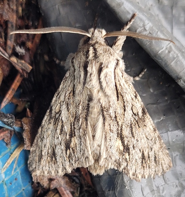 Asteroscopus sphinx - csillagnéző bundásbagoly