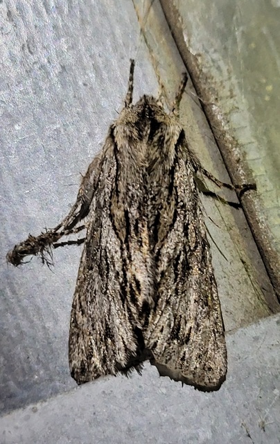 Asteroscopus sphinx - csillagnéző bundásbagoly