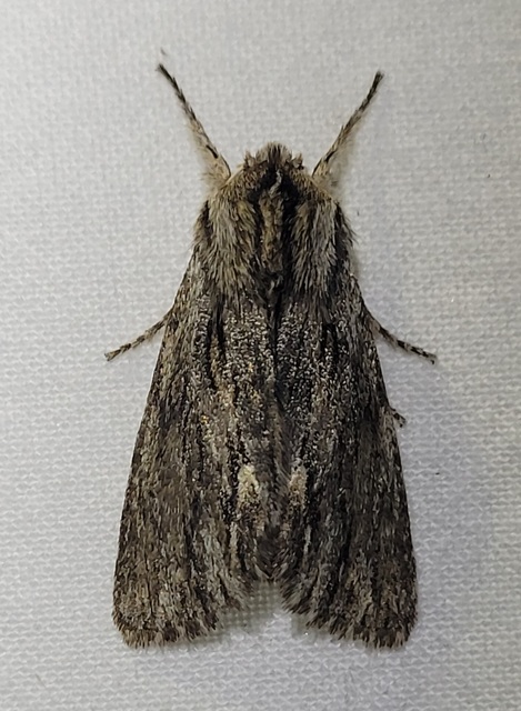 Asteroscopus sphinx - csillagnéző bundásbagoly