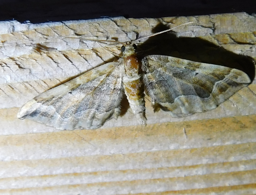 Pelurga comitata - nagy tarkaaraszoló