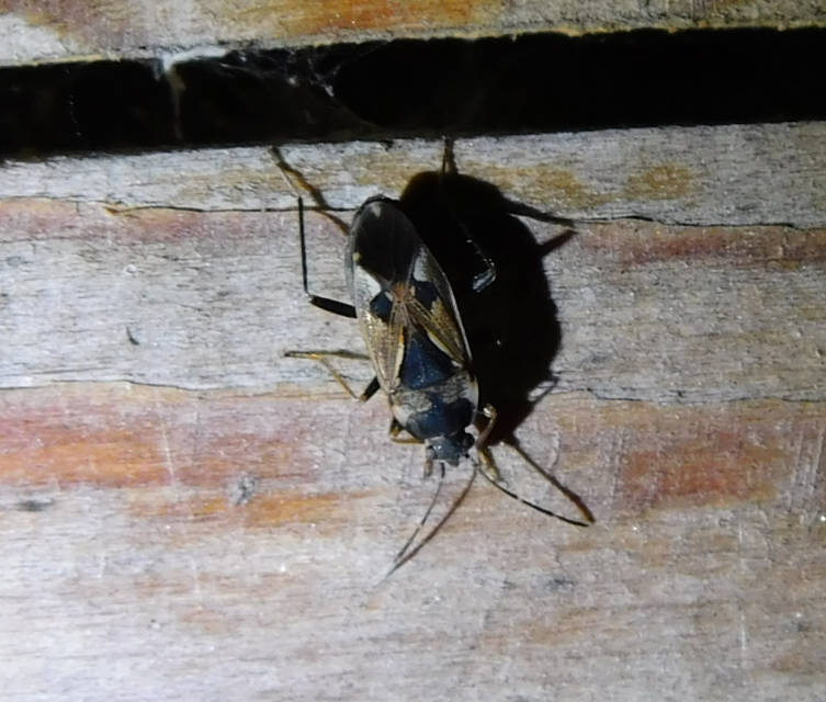 Rhyparochromus vulgaris - közönséges díszesbodobács