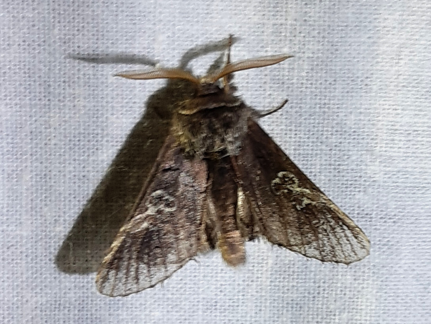 Diloba caeruleocephala - őszi kékesbagoly