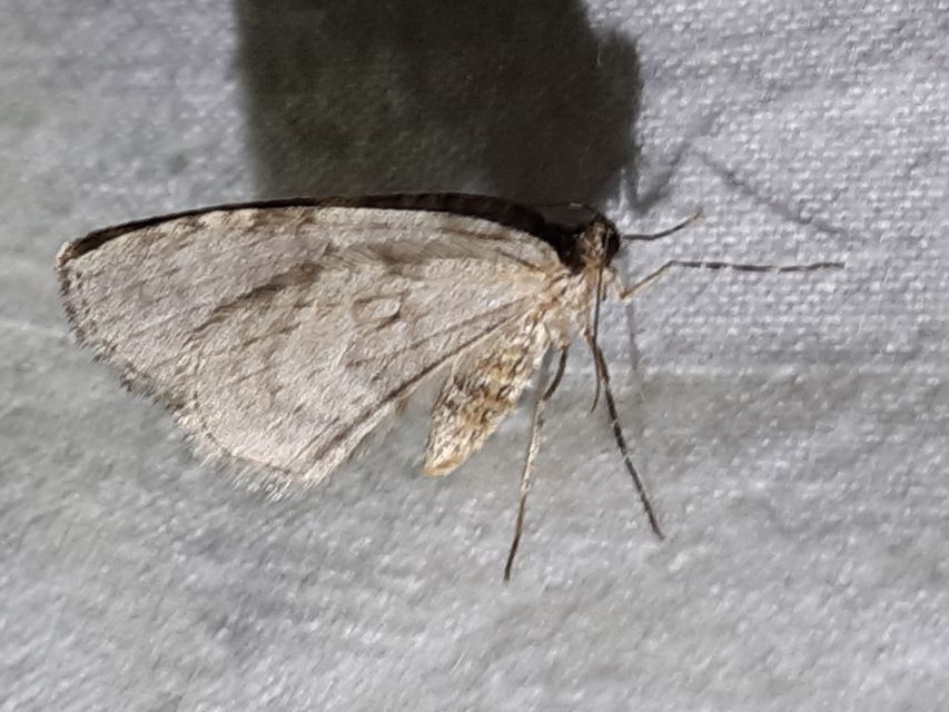 Epirrita christyi/dilutata