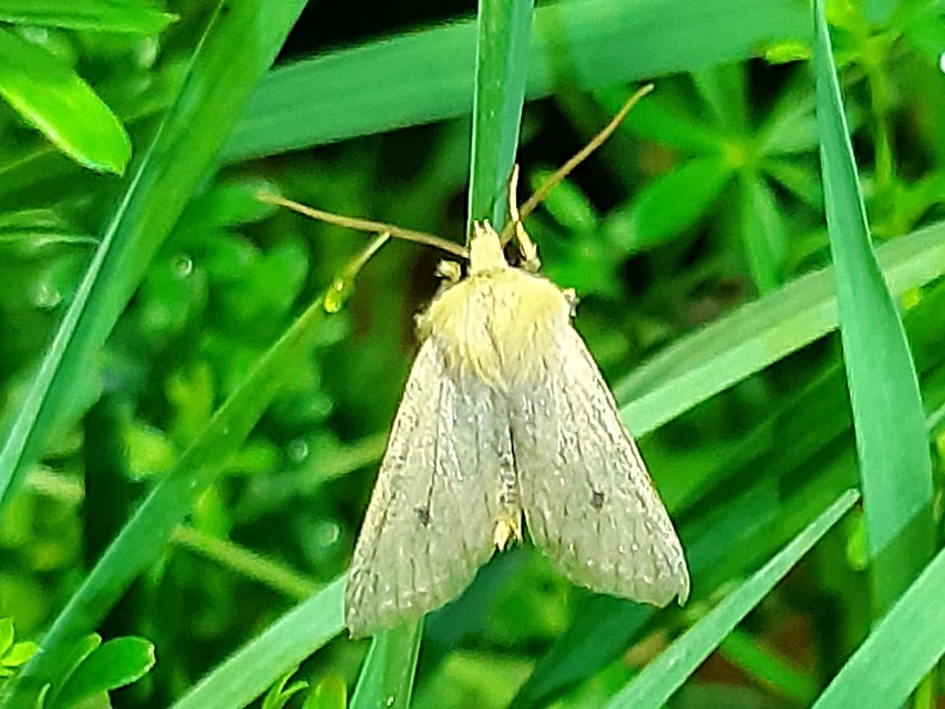 Agrochola