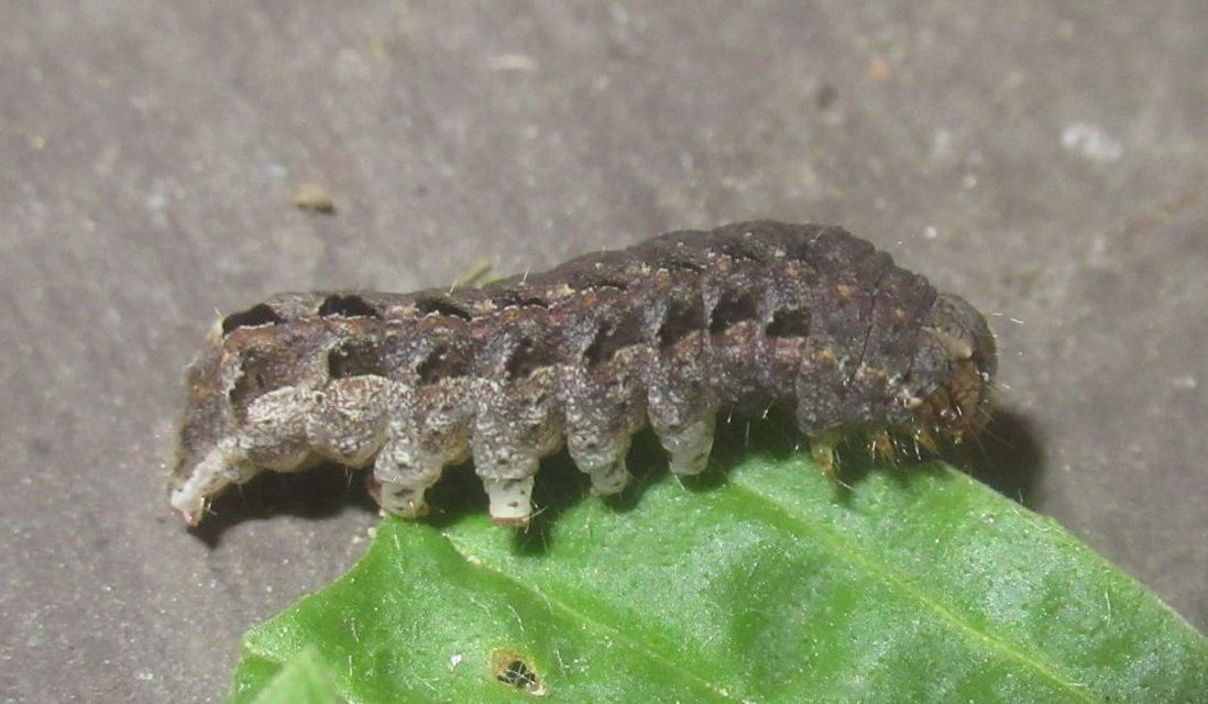 Epilecta linogrisea - karcsú sárgafűbagoly