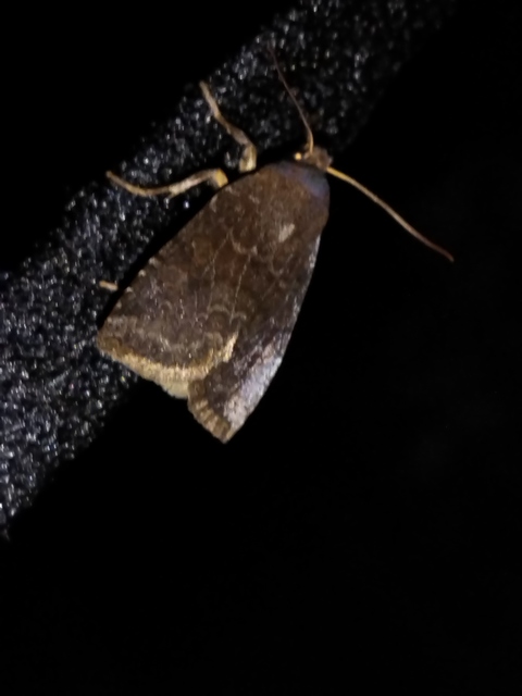 Conistra ligula - hegyesszárnyú őszibagoly