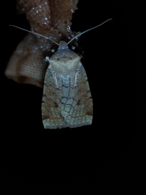 Conistra veronicae - veronika-őszibagoly