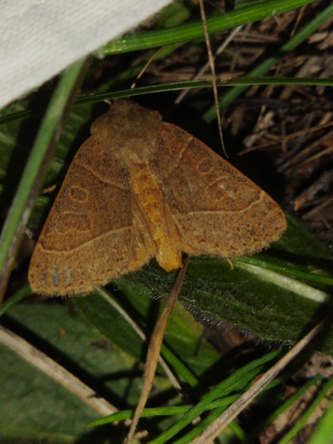 Mesogona acetosellae - madársóskabagoly