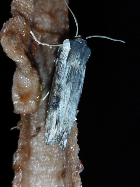 Xylena exsoleta - szürke fabagoly