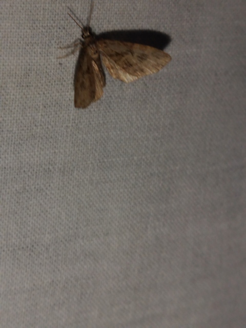 Eupithecia ericeata - feketefenyő-törpearaszoló