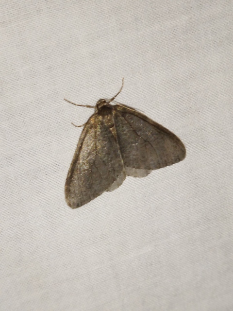 Epirrita christyi/dilutata
