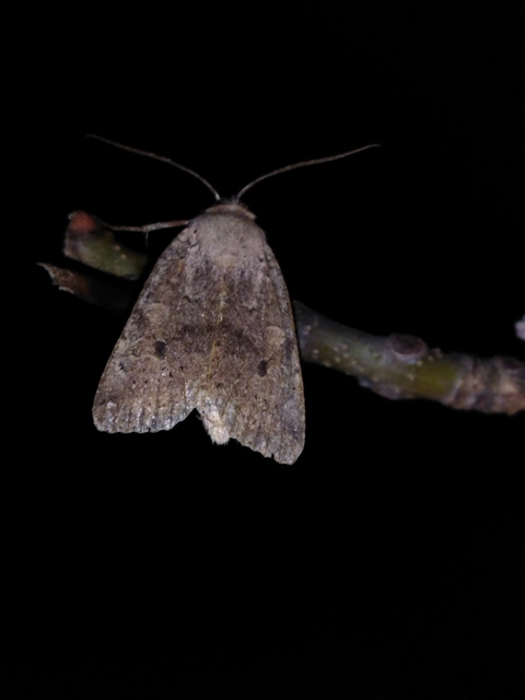 Propenistra laevis - könnyű őszibagoly