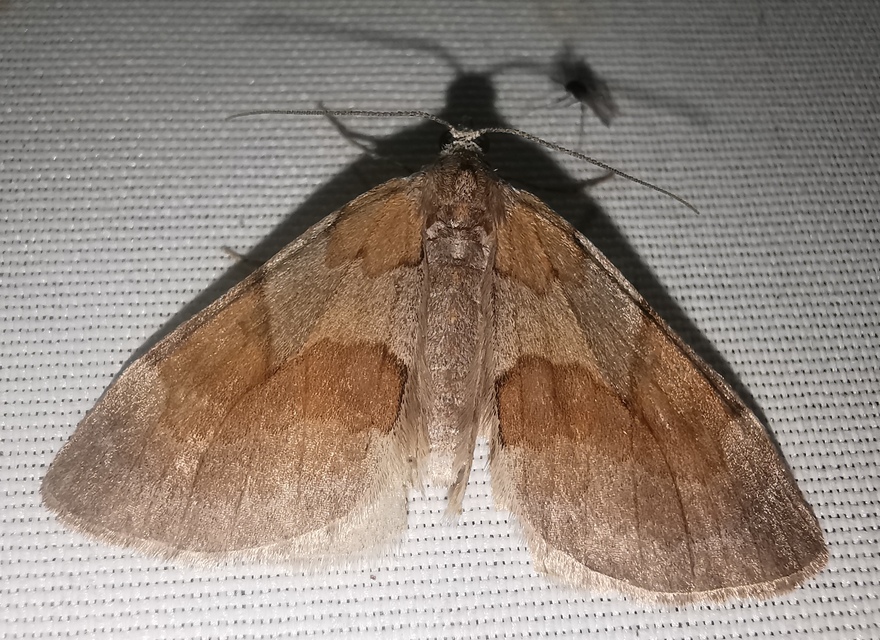 Pennithera firmata - sárgásvörös fenyőaraszoló
