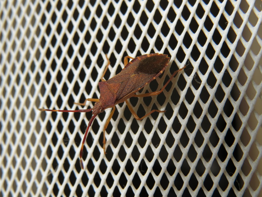 Gonocerus acuteangulatus - aranypetés karimáspoloska