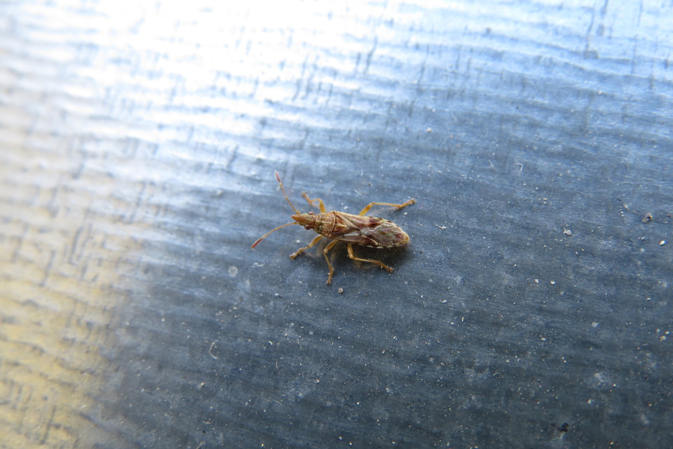 Belonochilus numenius - amerikai platánbodobács