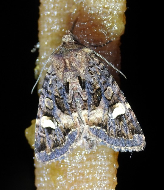 Rileyiana fovea - zörgőbagoly