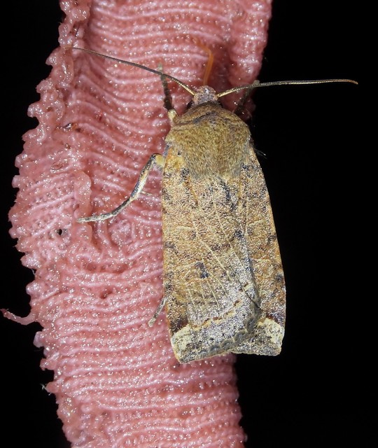 Conistra veronicae - veronika-őszibagoly