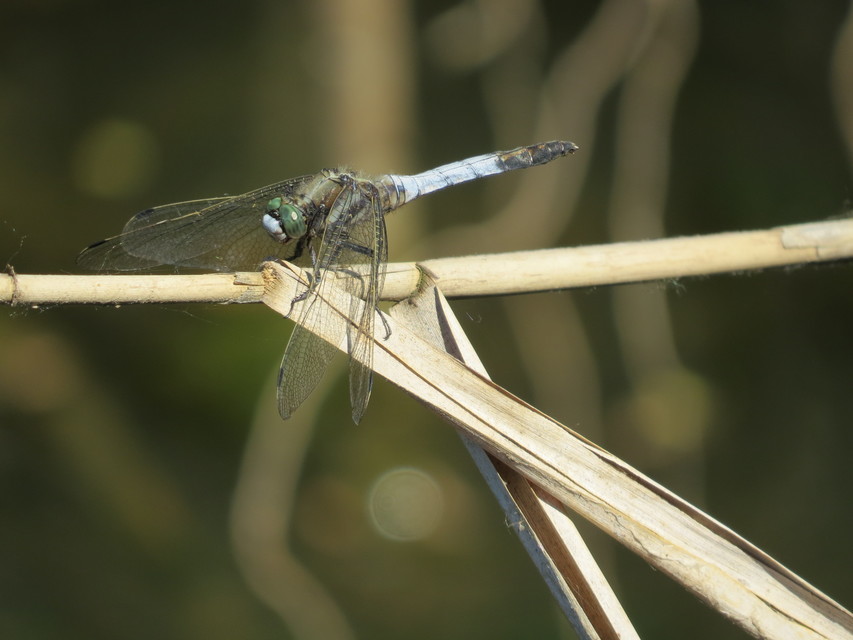 Orthetrum albistylum - fehérfarkú pásztorszitakötő