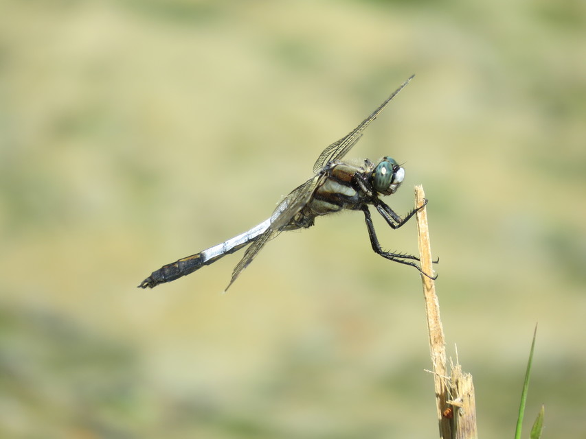 Orthetrum albistylum - fehérfarkú pásztorszitakötő